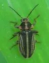 Paralichus trivittus - photo 5