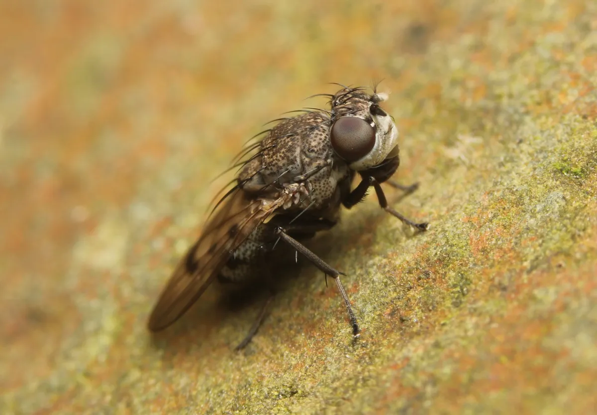 Paralimna punctipennis - photo 2