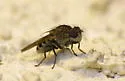 Paralimna thomae