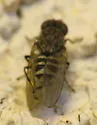 Paralimna thomae - photo 2
