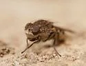 Paralimna thomae - photo 3