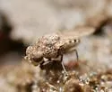Paralimna thomae - photo 4