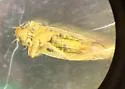 Paralimnus phragmitis - photo 2