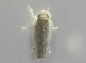 Paralimnus phragmitis - photo 4