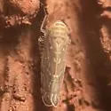 Paralimnus phragmitis - photo 5