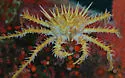 Spiny King Crab
