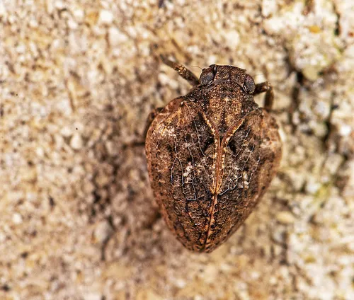 Paralixes scutatus