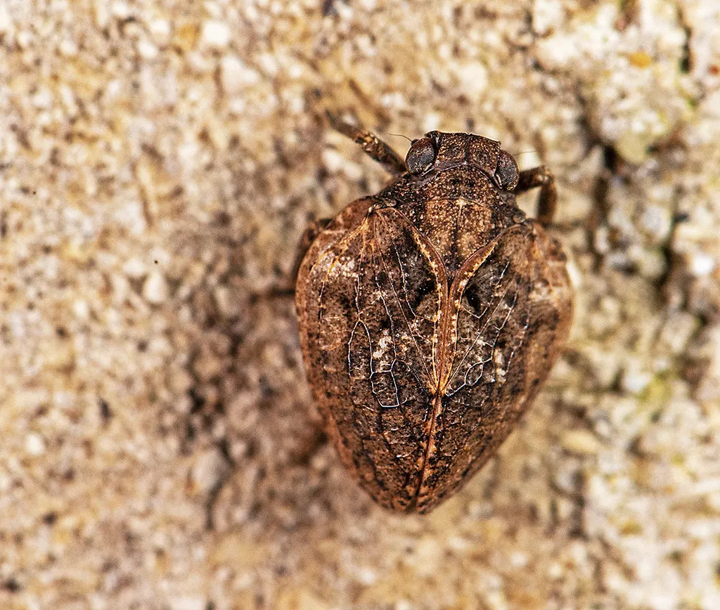 Paralixes scutatus - photo 2