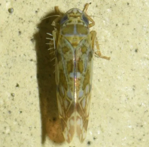 Parallaxis guzmani