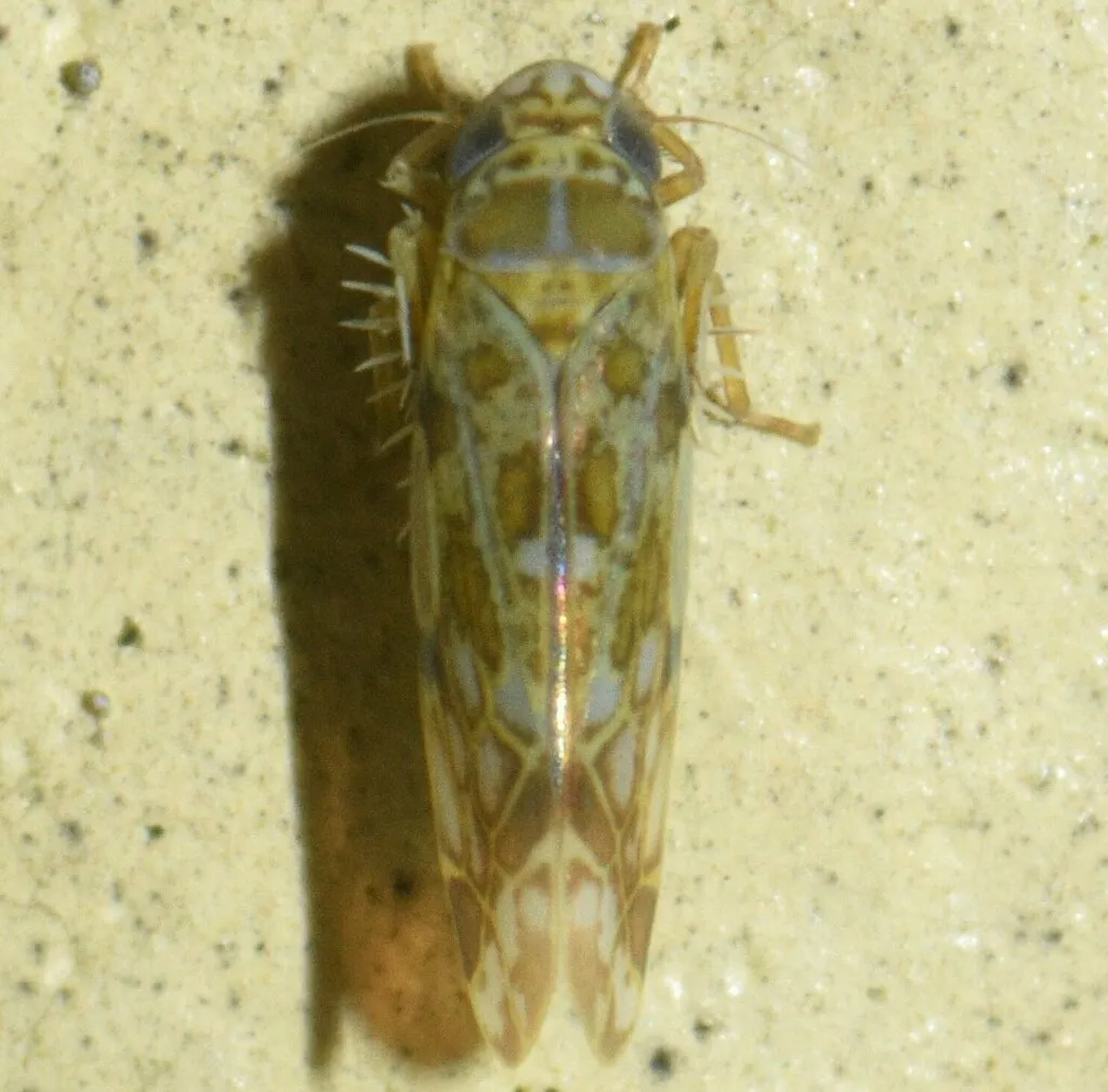 Parallaxis guzmani - photo 2