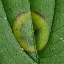 Parallelodiplosis subtruncata - Parallelodiplosis subtruncata