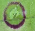 Parallelodiplosis subtruncata - photo 2