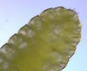Parallelodiplosis subtruncata - photo 3