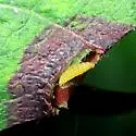 Parallelodiplosis subtruncata - photo 4