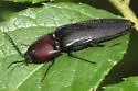 Parallelostethus attenuatus - photo 2
