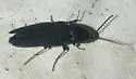 Parallelostethus attenuatus - photo 3