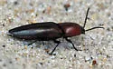 Parallelostethus attenuatus - photo 4