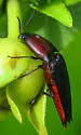 Parallelostethus attenuatus - photo 5