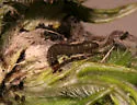 Lobesia carduana - Hodges#2728