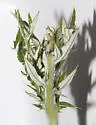 Lobesia carduana - Hodges#2728 - photo 4