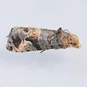 Paralobesia crassa - Hodges#2725.5