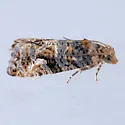 Paralobesia crassa - Hodges#2725.5 - photo 2