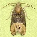 Paralobesia cyclopiana - Hodges#2727