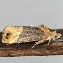 Paralobesia cyclopiana - Hodges#2727 - photo 2