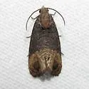 Paralobesia cyclopiana - Hodges#2727 - photo 4