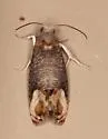 Paralobesia cyclopiana - Hodges#2727 - photo 5