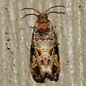 Tulip-tree Leaftier Moth - Hodges#2711