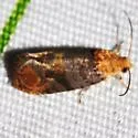 Tulip-tree Leaftier Moth - Hodges#2711 - photo 2