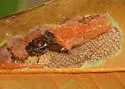 Tulip-tree Leaftier Moth - Hodges#2711 - photo 4