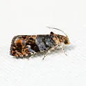 Paralobesia monotropana - Hodges#2713