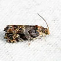 Paralobesia monotropana - Hodges#2713 - photo 2