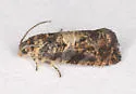 Paralobesia pallicircula - Hodges#2716.1 - photo 3