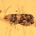 Paralobesia palliolana - Hodges#2720