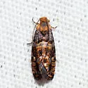 Paralobesia palliolana - Hodges#2720 - photo 2