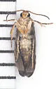 Paralobesia rhoifructana - Hodges#2716 - photo 4