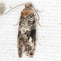 Paralobesia rougemontensis - Hodges#2722.3