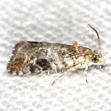 Paralobesia rougemontensis - Hodges#2722.3 - photo 2