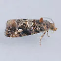 Paralobesia sambuci - Hodges#2714