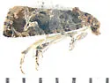 Paralobesia sambuci - Hodges#2714 - photo 2