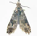 Paralobesia sambuci - Hodges#2714 - photo 3
