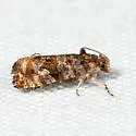 Paralobesia spiraeifoliana - Hodges#2718