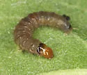 Paralobesia vernoniana - Hodges#2723 - photo 4