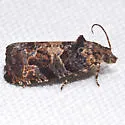 Grape Berry Moth - Hodges#2712 - Paralobesia viteana