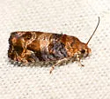 Grape Berry Moth - Hodges#2712 - photo 2