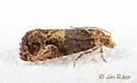 Grape Berry Moth - Hodges#2712 - photo 3