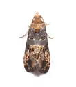 Grape Berry Moth - Hodges#2712 - photo 4